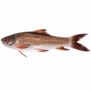 rohu fish